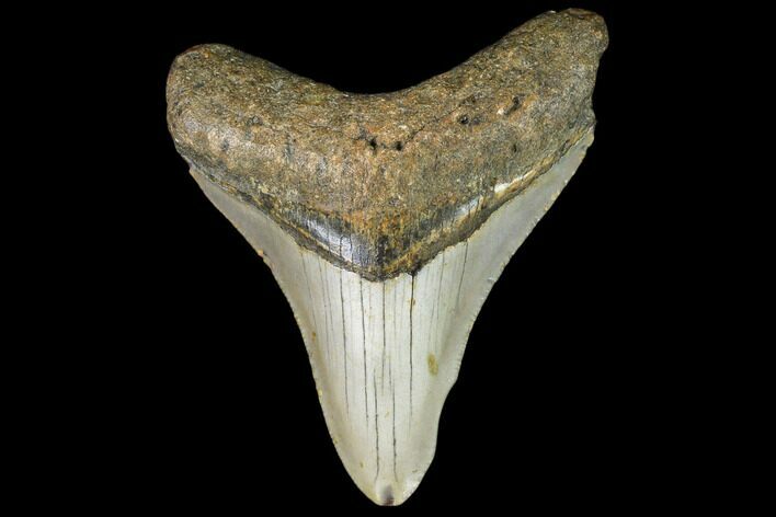Fossil Megalodon Tooth - North Carolina #109519